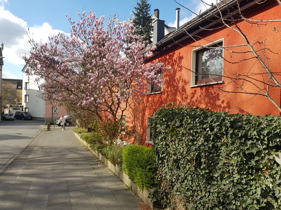 Blühende Magnolie in Boelerheide (Hagen)